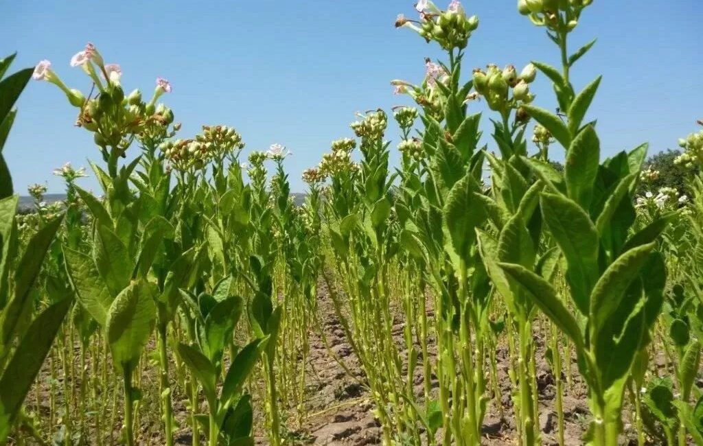 TÜTÜN BAŞ FİYATLARI BELLİ OLDU!