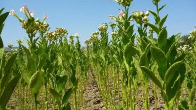 TÜTÜN BAŞ FİYATLARI BELLİ OLDU!