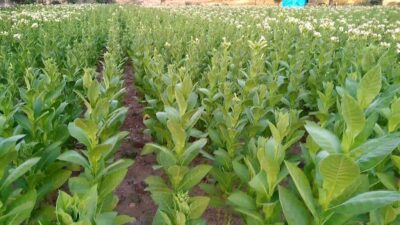 Üreticilerinin sabırsızlıkla beklediği tütün sezonu öncesi piyasada hareketlilik yaşanıyor. Tüccarlar,