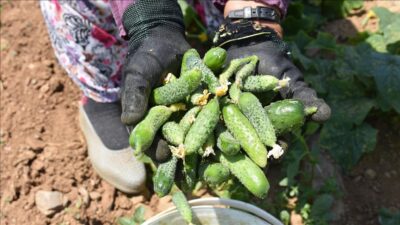 Pestisit Hastalığı Başta olmak üzere oluşabilecek diğer hastalıklarla ilgili salatalık
