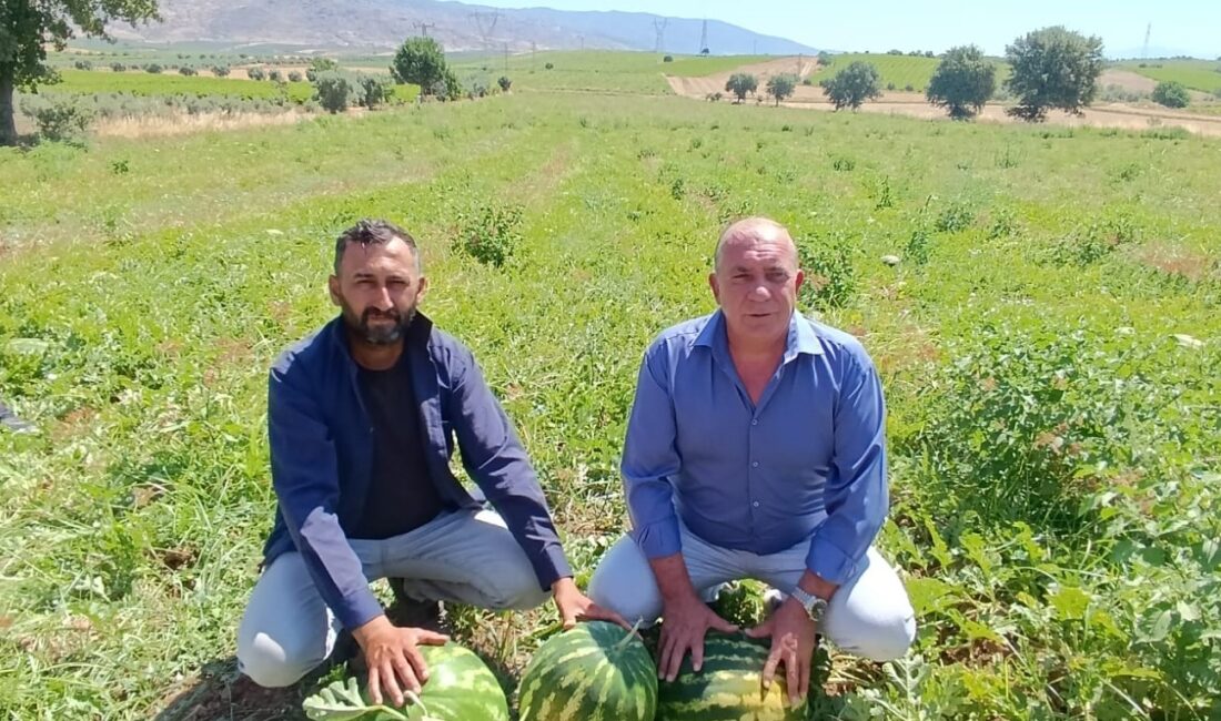 Manisa’nın Salihli ilçesi Poyrazdamları mahallesinde yetiştirilen tadı, aroması ve dayanıklılığı