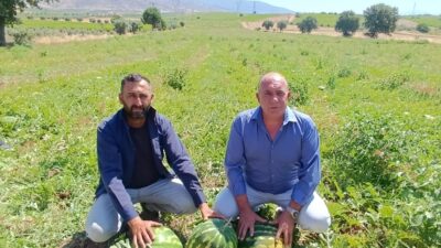 Manisa’nın Salihli ilçesi Poyrazdamları mahallesinde yetiştirilen tadı, aroması ve dayanıklılığı