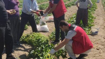 Tarım ve Orman Bakanlığı’nın “Hasat Öncesi Pestisit Denetimi Programı” çerçevesinde,