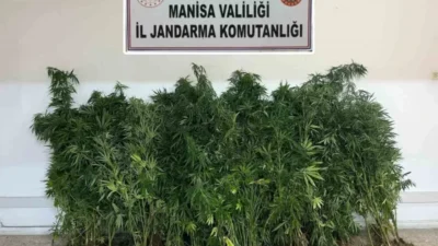 Kalemoğlu Mahallesinde jandarma tarafından yapılan uyuşturucu operasyonunda 167 kök Hint